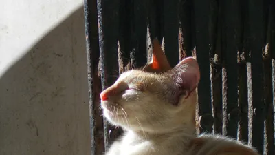 Cat in Colaba - Unsplash