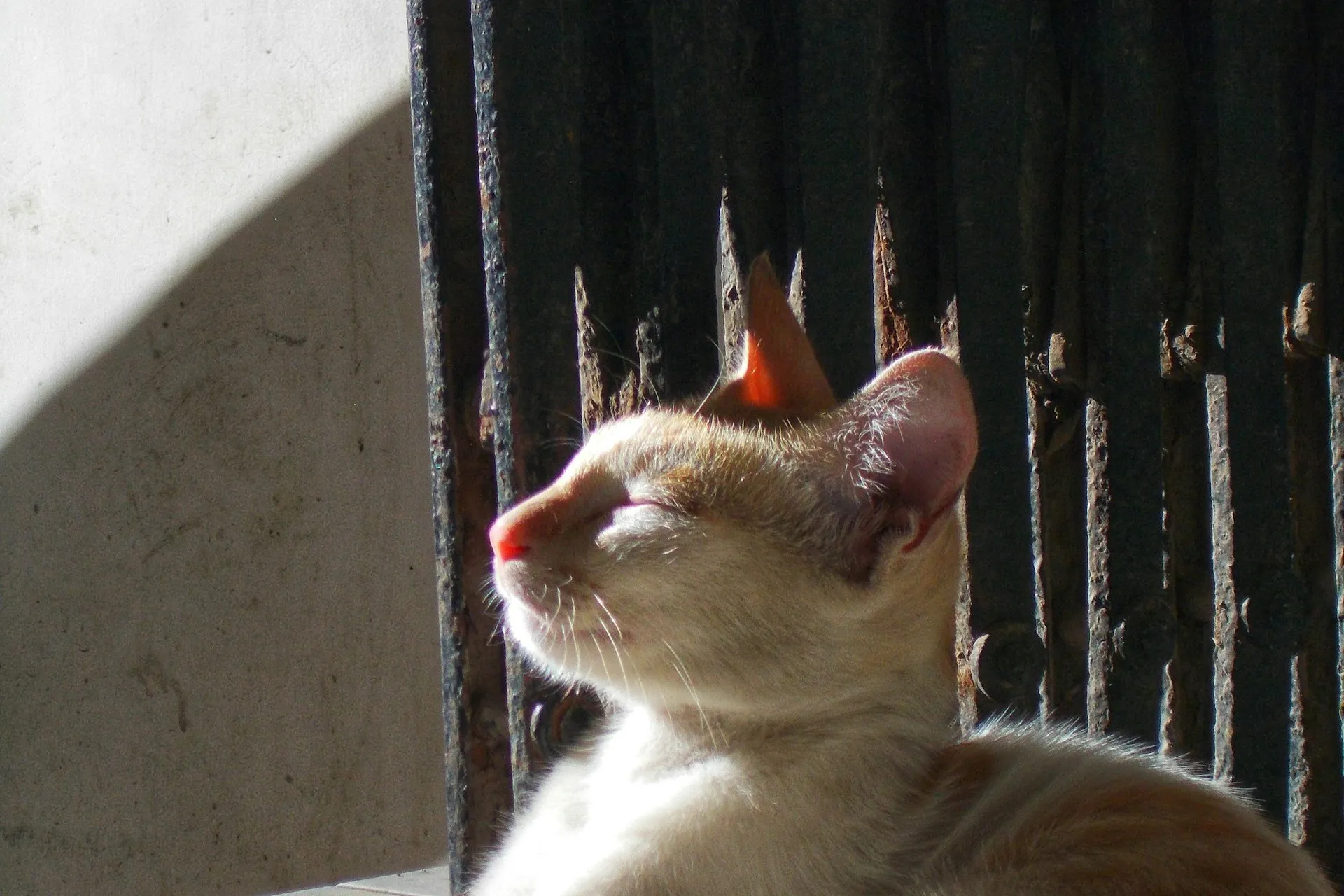 Cat in Colaba - Unsplash