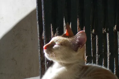 Cat in Colaba - Unsplash